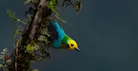 Slideshow Thumbnail 5 of 7