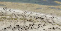 Aerial view of caribou in Churchill