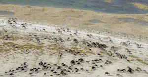 Aerial view of caribou in Churchill