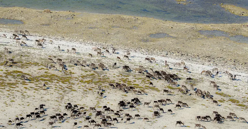 Aerial view of caribou in Churchill