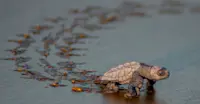Loggerhead sea turtle