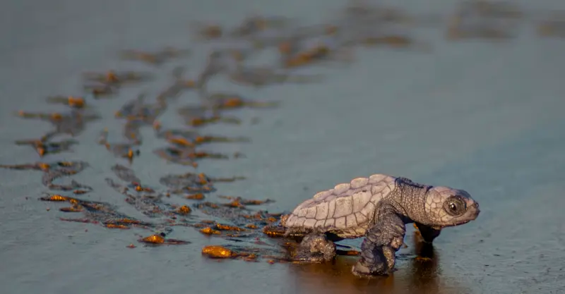 Loggerhead sea turtle