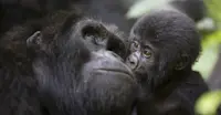 Mountain gorillas, Bwindi Impenetrable Forest National Park, Uganda.