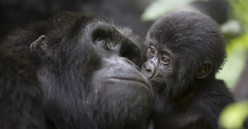 Mountain gorillas, Bwindi Impenetrable Forest National Park, Uganda.