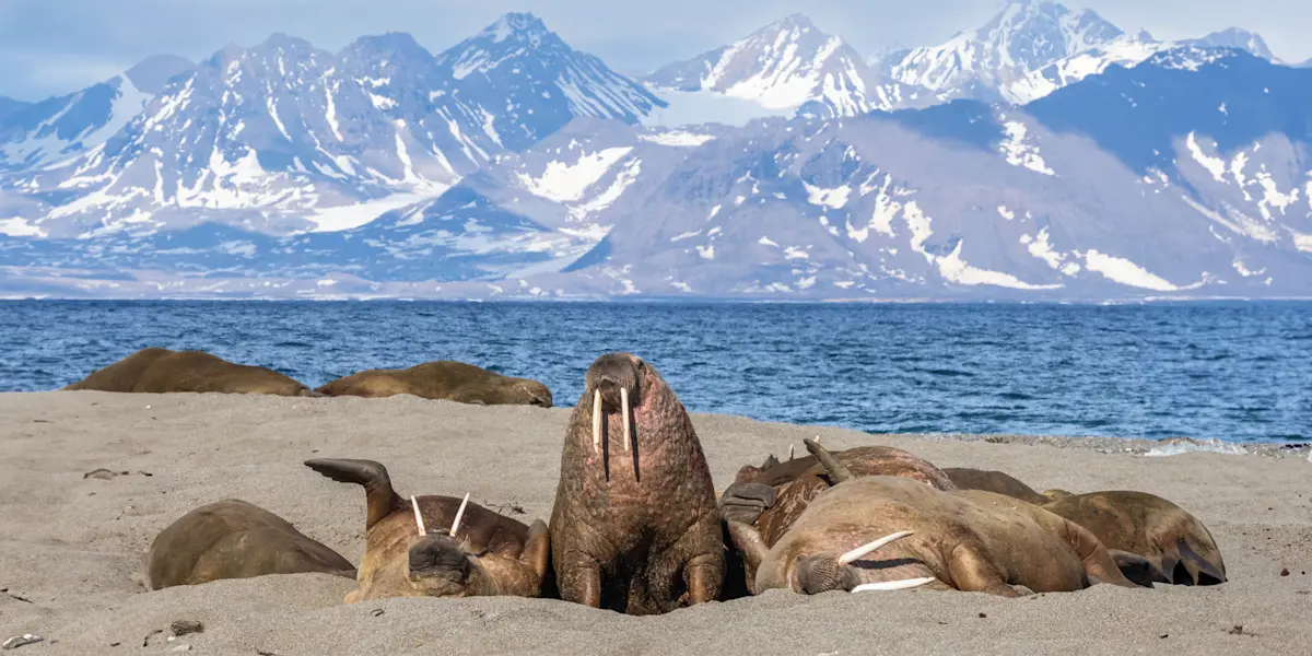 Walruses hauled out on the beach at Poolepynten, Svalbard, Norway.