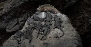 Marine iguanas, Galapagos Islands, Ecuador.
