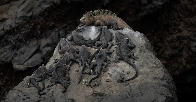 Marine iguanas, Galapagos Islands, Ecuador.
