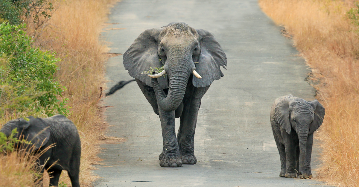 Elephants walking in Hluhluwe-iMfolozi Park, South Africa.