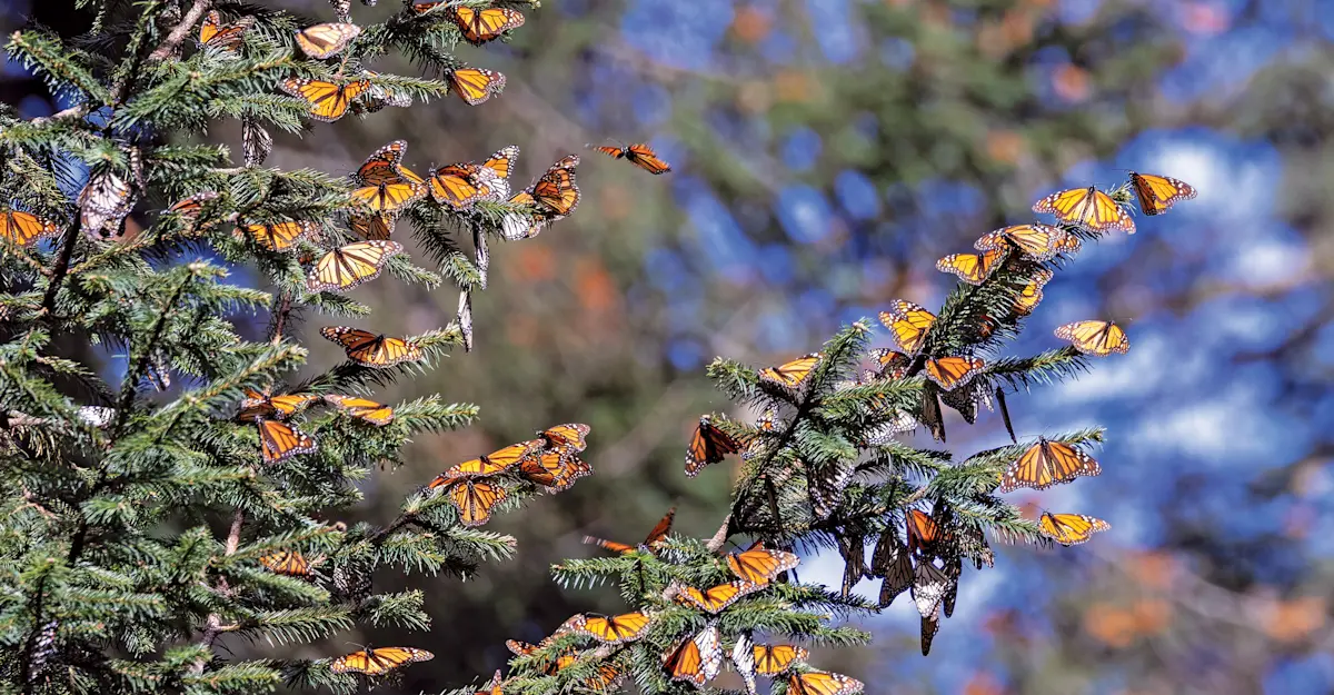 Monarch butterflies, El Rosario Butterfly Sanctuary, Angangueo, Mexico.