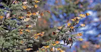 Monarch butterflies, El Rosario Butterfly Sanctuary, Angangueo, Mexico.
