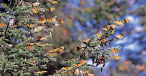 Monarch butterflies, El Rosario Butterfly Sanctuary, Angangueo, Mexico.