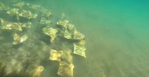 Rays, Punta Cormorant, Galapagos, Ecuador.
