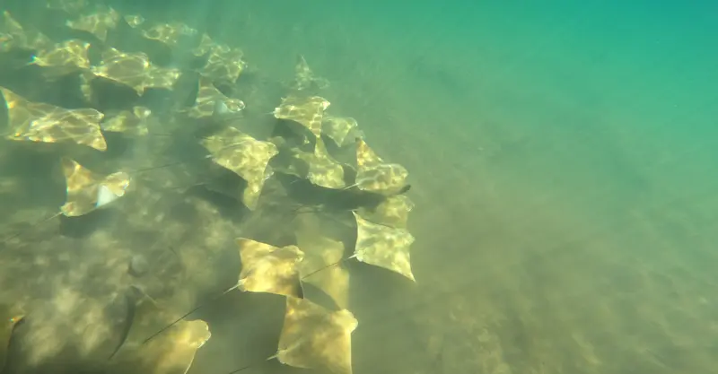 Rays, Punta Cormorant, Galapagos, Ecuador.