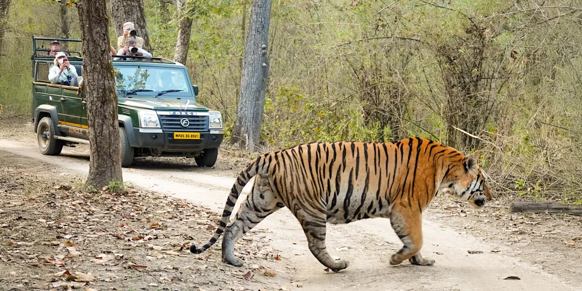 Tiger safari, Tadoba National Park, India.