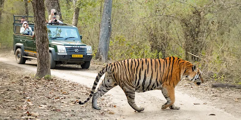 Tiger safari, Tadoba National Park, India.