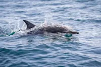 Dolphin, Knoydart Peninsula, Scotland.