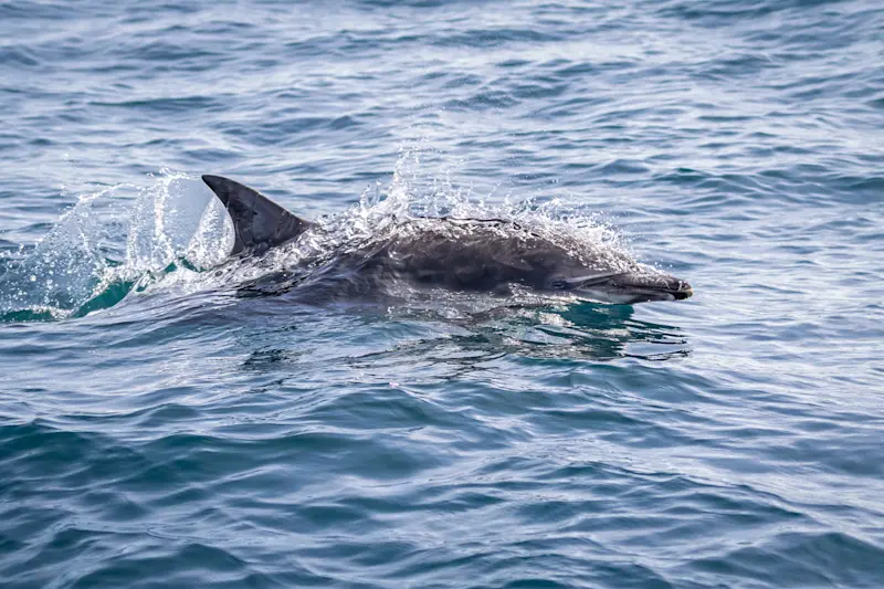 Dolphin, Knoydart Peninsula, Scotland.