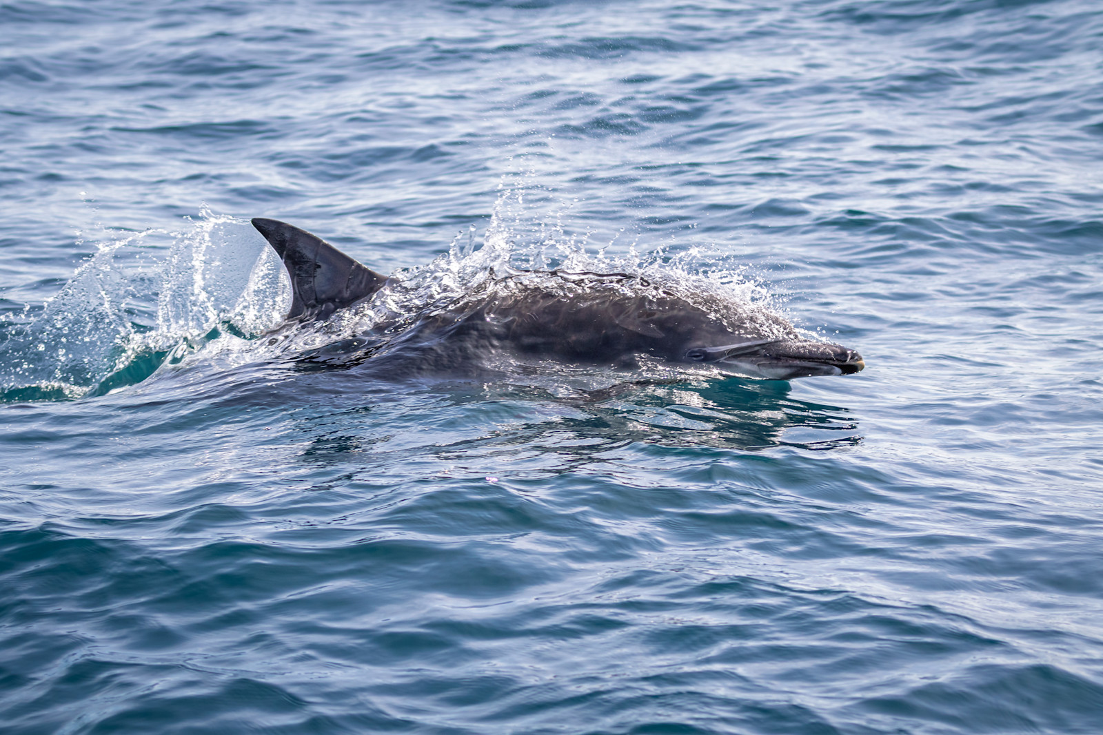 Dolphin, Knoydart Peninsula, Scotland.