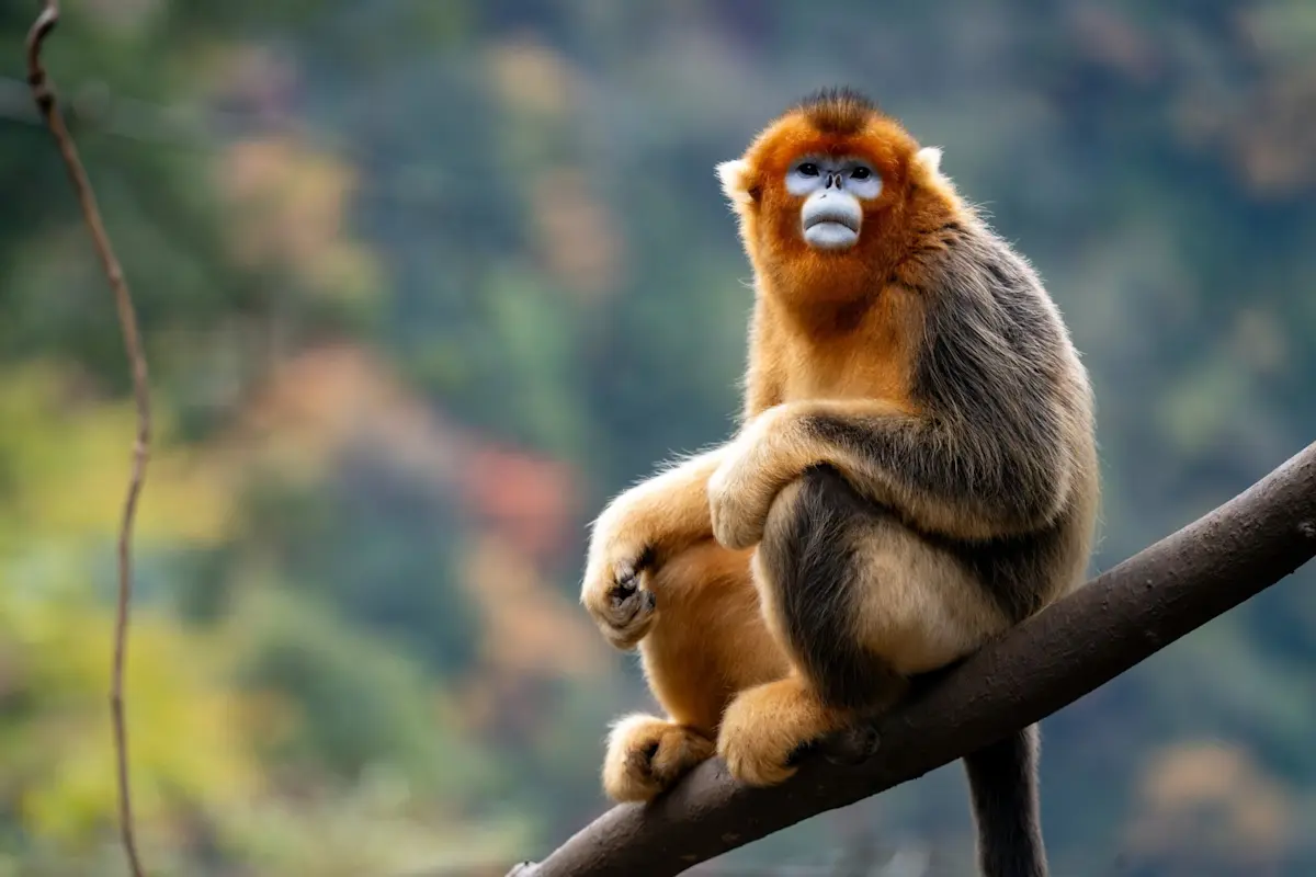 Golden snub-nosed monkey, Golden Monkey Reserve, China.