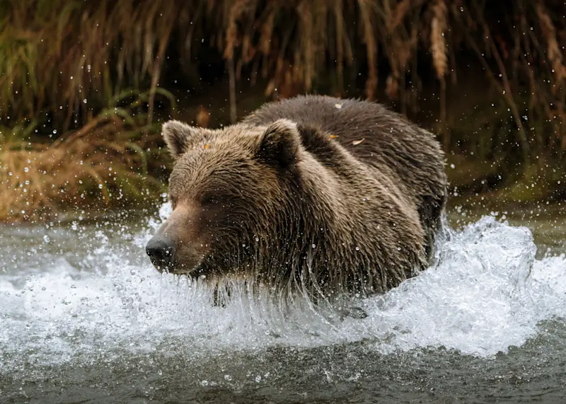 Brown bears fishing in the fall, Katmai National Park, Alaska. 