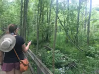 Birding the dense forests around Ithaca, New York.