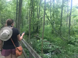 Birding the dense forests around Ithaca, New York.