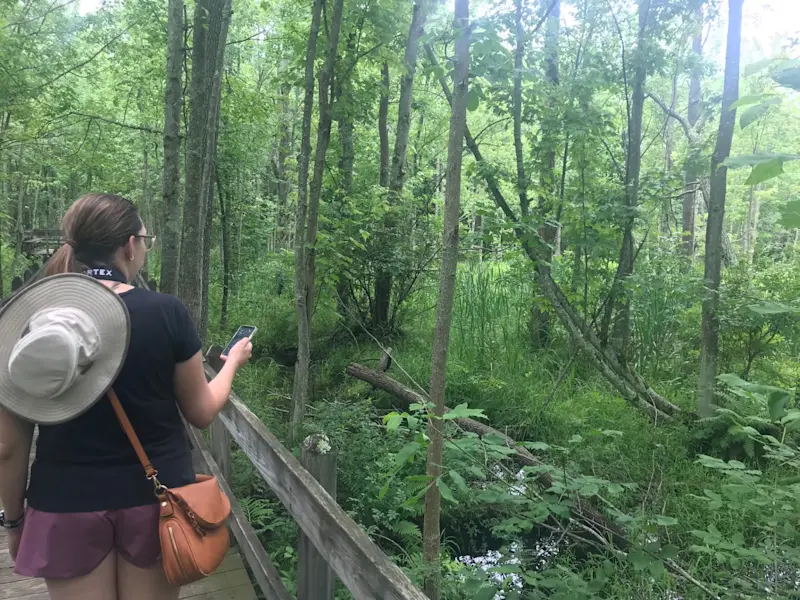 Birding the dense forests around Ithaca, New York.