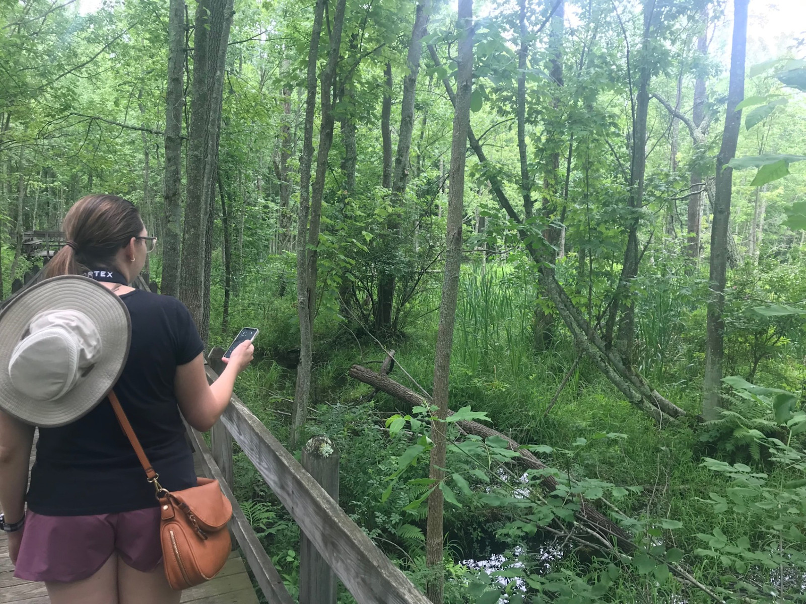 Birding the dense forests around Ithaca, New York.