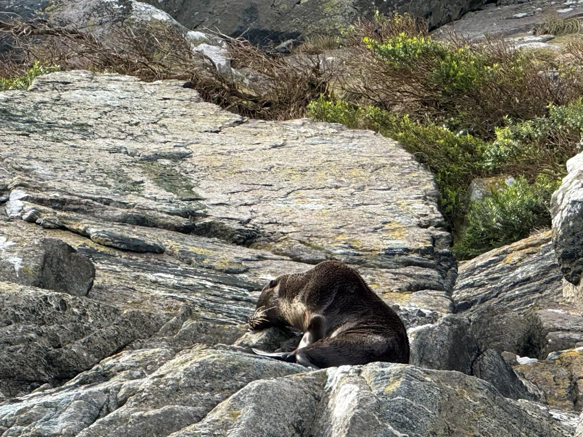 A young New Zealand fur seal taking a quiet break in Milford Sound, New Zealand.