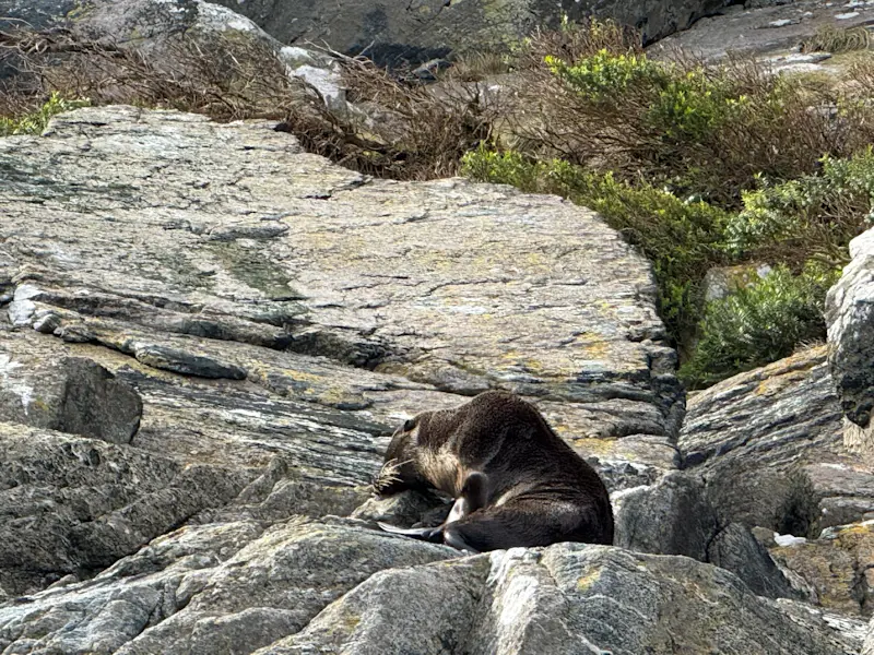 A young New Zealand fur seal taking a quiet break in Milford Sound, New Zealand.