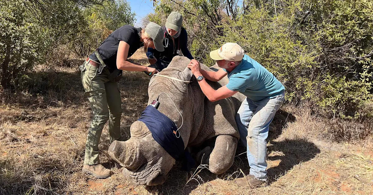 Vets trimming a white rhino horn, South Africa.