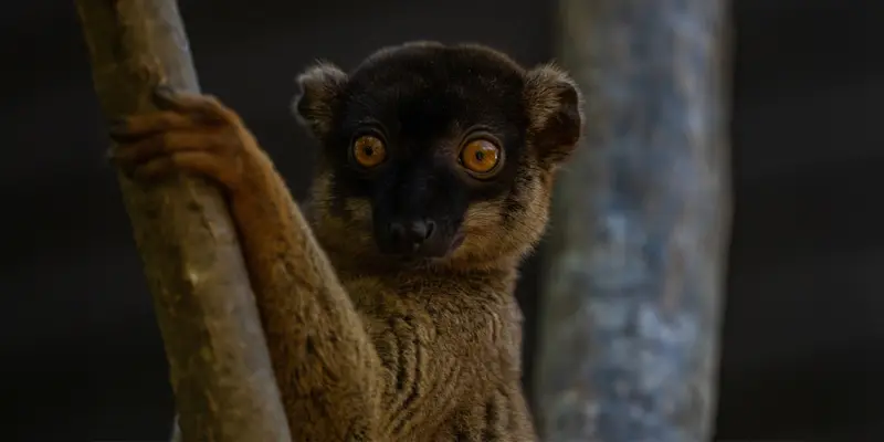 Common brown lemur, Andasibe-Mantadia National Park, Madagascar.