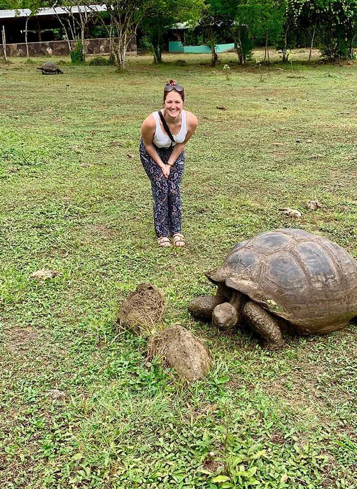 Giant tortoise in the Galapagos