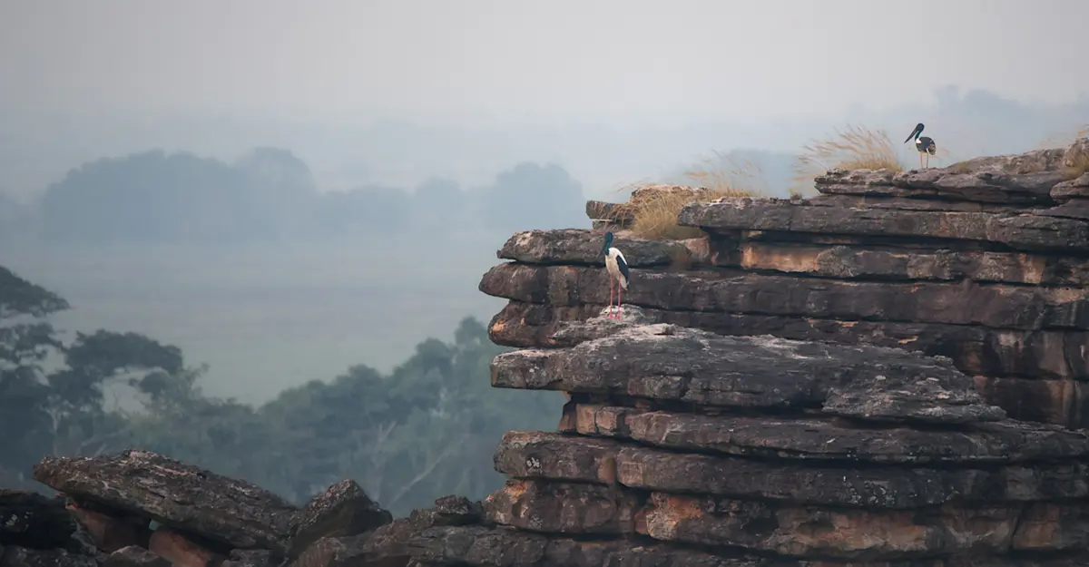 Black-necked Storks on Arnhem Escarpment - Kakadu 