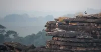 Black-necked Storks on Arnhem Escarpment - Kakadu 