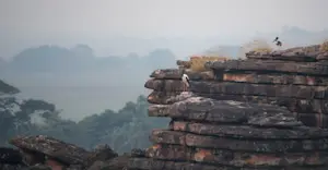 Black-necked Storks on Arnhem Escarpment - Kakadu 