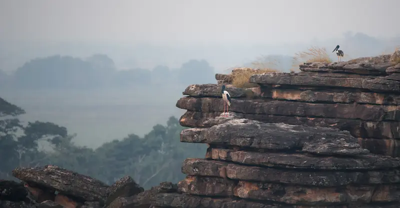 Black-necked Storks on Arnhem Escarpment - Kakadu 