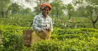 Local woman, Haroocharai Tea Estate, Jorhart, India.