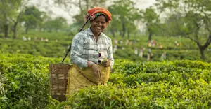 Local woman, Haroocharai Tea Estate, Jorhart, India.
