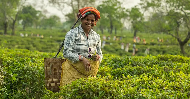 Local woman, Haroocharai Tea Estate, Jorhart, India.
