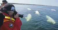 Nat Hab guests with belugas at Hudson Bay, Churchill, Manitoba.