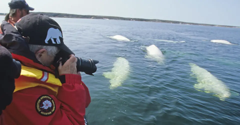 Nat Hab guests with belugas at Hudson Bay, Churchill, Manitoba.