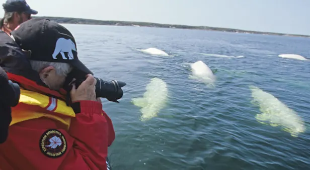 Nat Hab guests with belugas at Hudson Bay, Churchill, Manitoba.