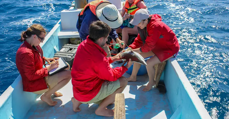 Earthwatch crew examines shark, Belize.
