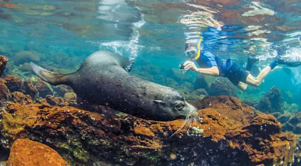 Guest snorkeling with Galapagos sea lion, Floreana Island, Galapagos, Ecuador.