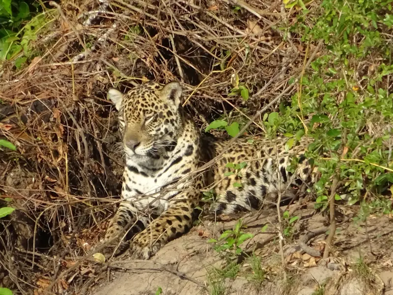 Jaguar soaking up the sun in the Pantanal, Brazil.