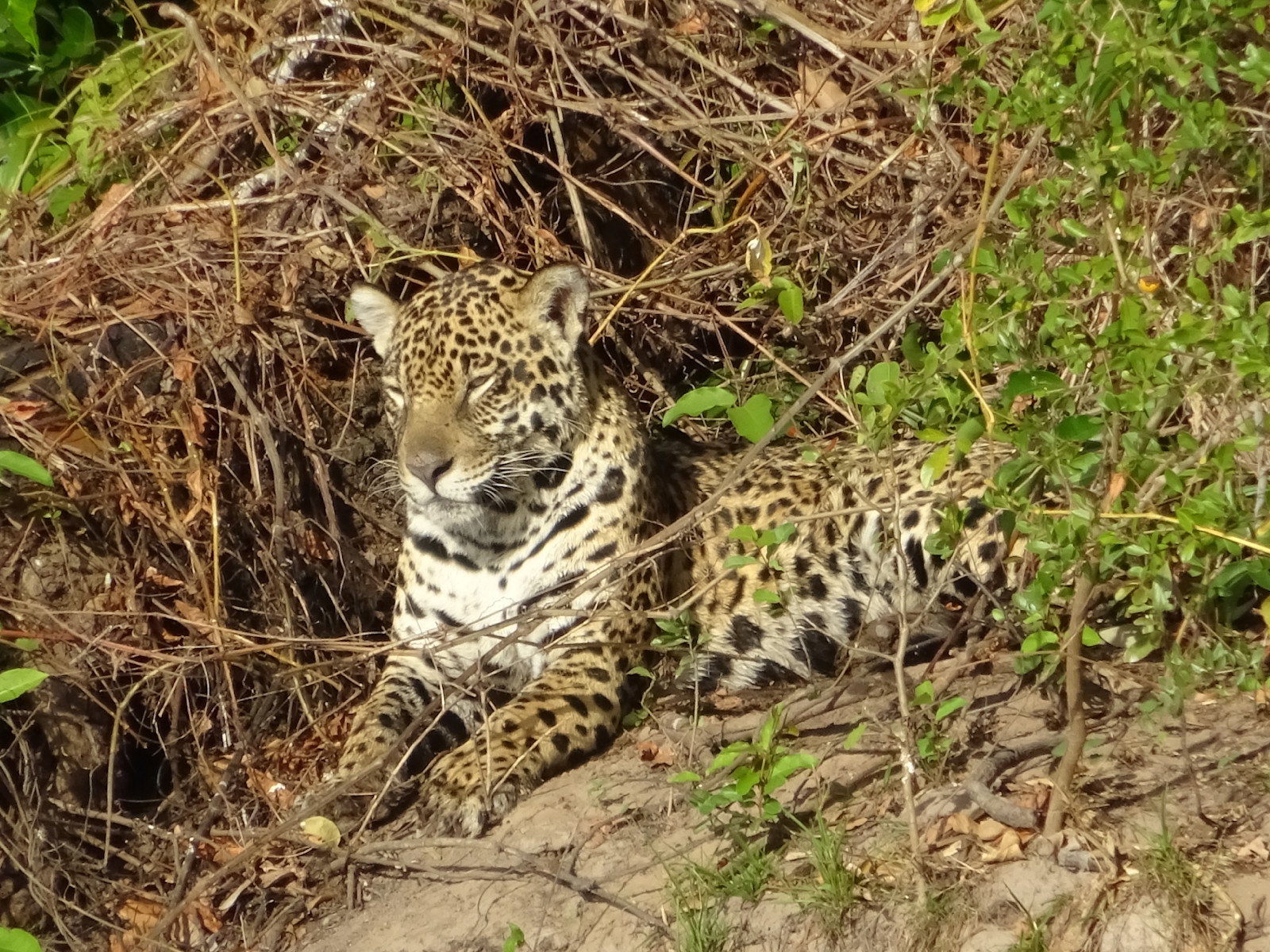 Jaguar soaking up the sun in the Pantanal, Brazil.