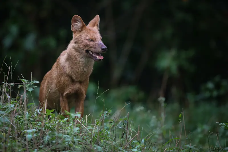 Dhole, Kanha National Park, India.