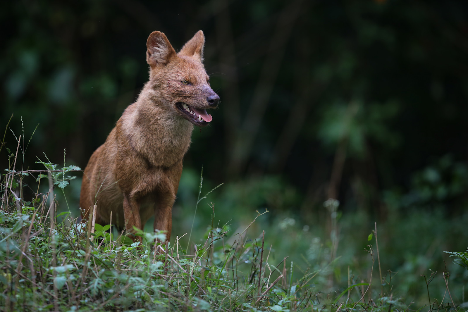 Dhole, Kanha National Park, India.
