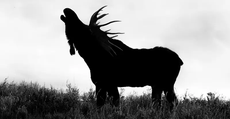 Bull moose, Yellowstone National Park, Wyoming. 